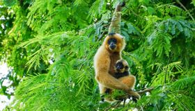 Hear the dawn chorus on your Vietnam Tours